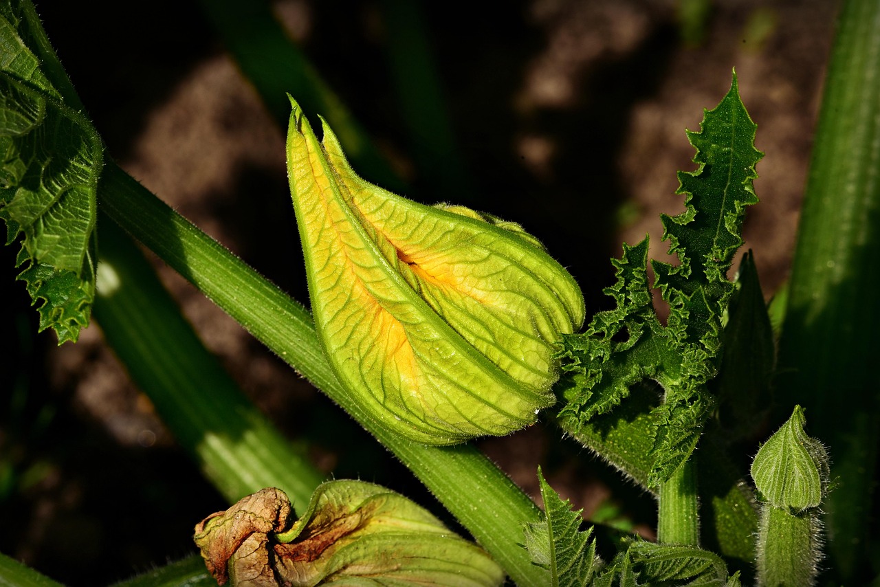portfolio-image